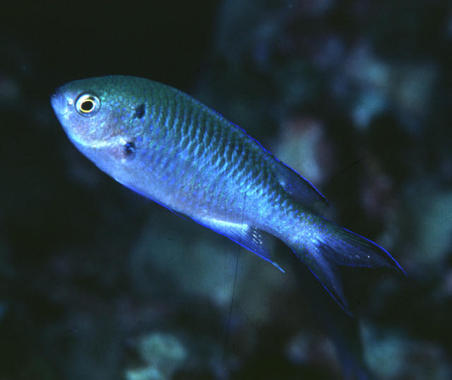 Neopomacentrus anabatoides